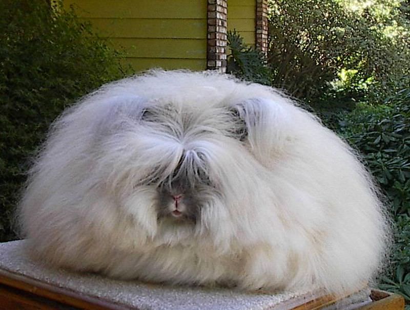 Here Are Five of the Funniest Looking (And Sounding) Rabbits - Modern Farmer