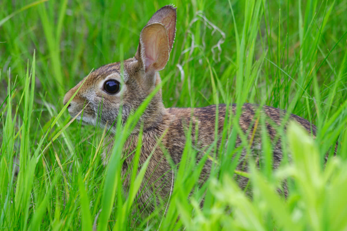 15 Weird Things You Never Knew About Rabbits - Modern Farmer
