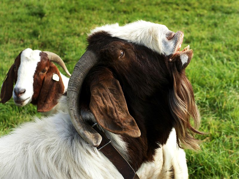 goat sex