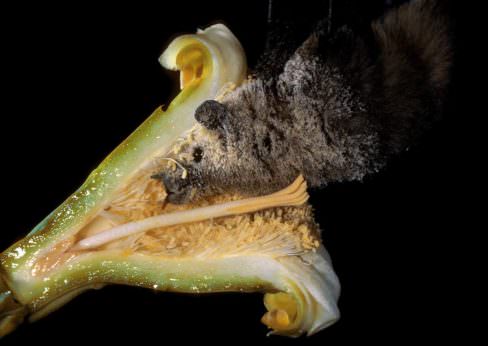 non-bee pollinators: Bat