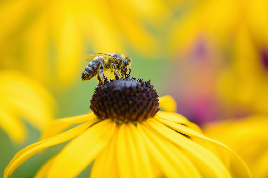 attract pollinators
