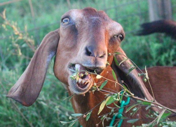 goat instagram accounts