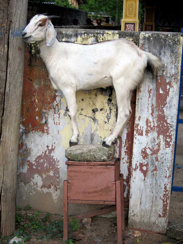 Photographic Proof That Goats Love Standing on Things - Modern Farmer