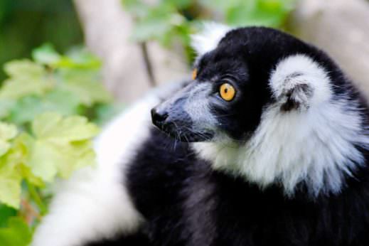 Black and White Ruffled Lemur