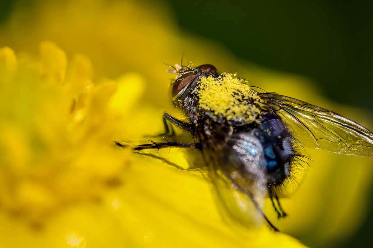 A fly pollinating a flower