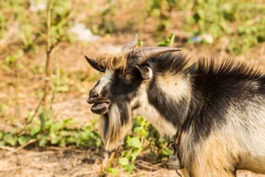 Here Is a List of 10 Extremely Good Goat Beards - Modern Farmer