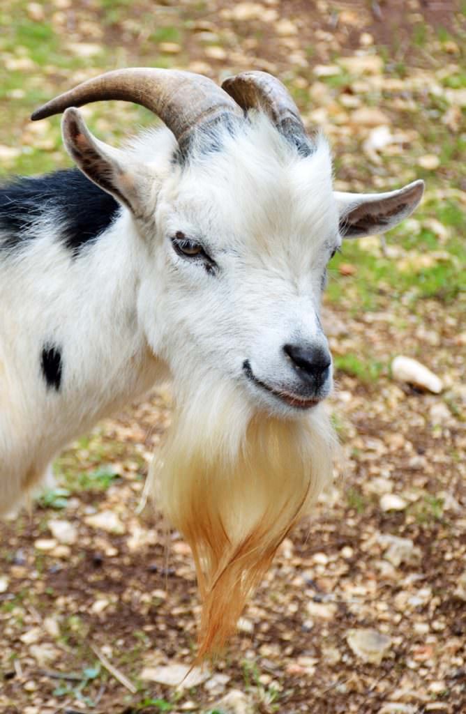 Here Is a List of 10 Extremely Good Goat Beards - Modern Farmer