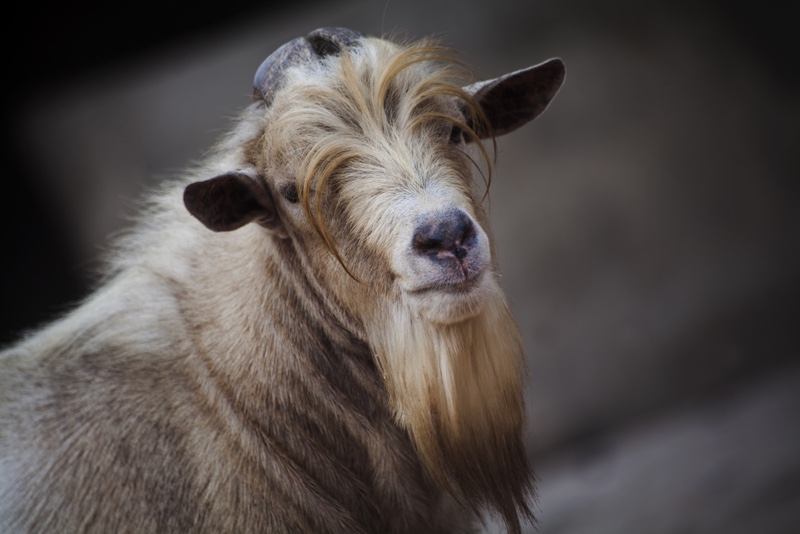 Here Is a List of 10 Extremely Good Goat Beards - Modern Farmer