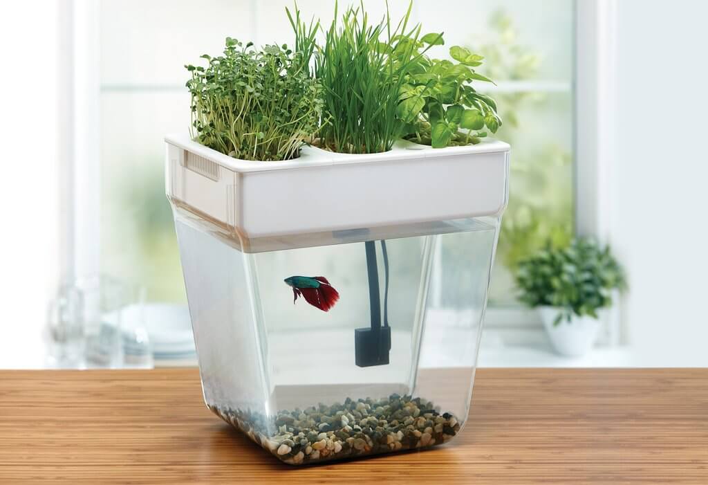 Aquaponics at Home: A Modern Farmer Review of Turnkey ...