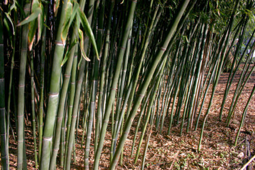 Bamboo growing in suburban New Jersey. 