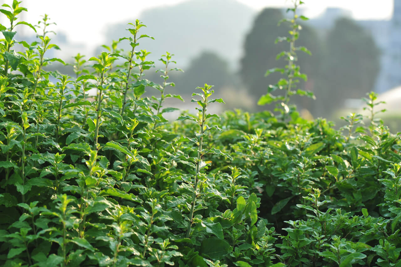 5 of the Most Valuable Crops You Can Grow in the US & How to Grow Them ...