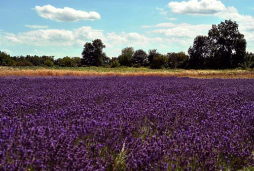 Lavender growing in a field.