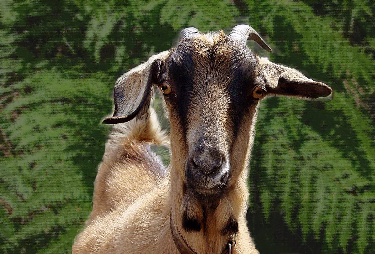 Labor Union Mad at Job-Stealing Goats at Western Michigan University -  Modern Farmer