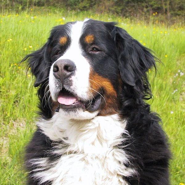 These Common Dog Breeds Were Once Farmhands - Modern Farmer