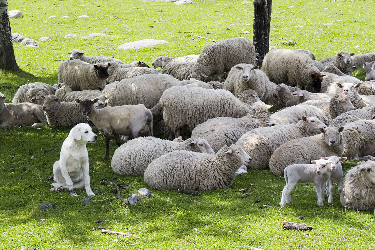 C mo Elegir Un Perro Guardi n Para Ganado Hi Quality