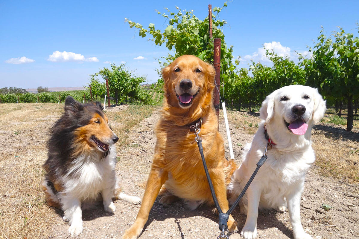 5 Reasons Every Winery Needs a Dog - Modern Farmer