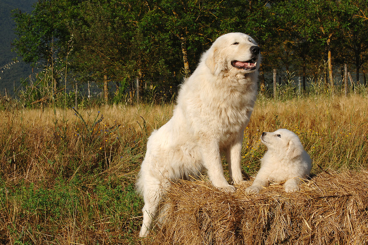 How to Choose a Livestock Guard Dog 