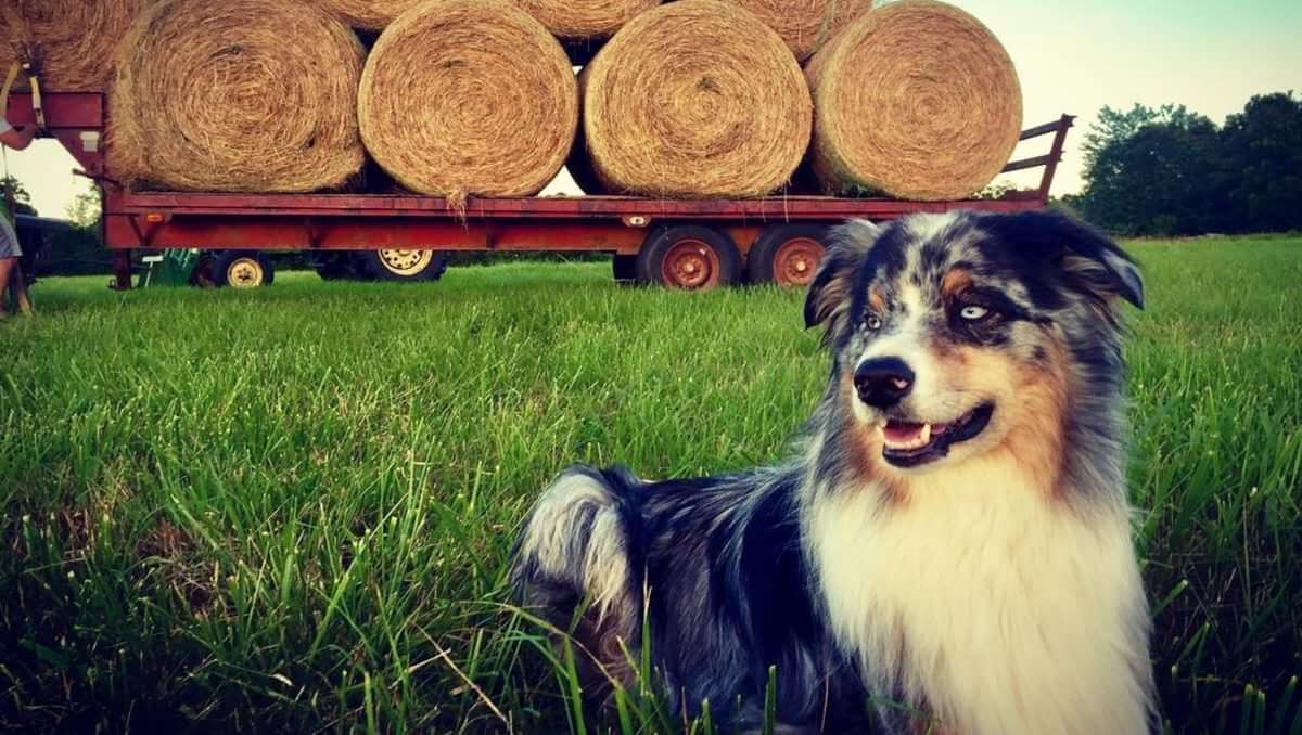 10 Amazing and Adorable Farm Dogs to 