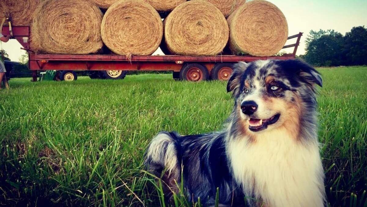 What Dogs Are Good Farm Dogs