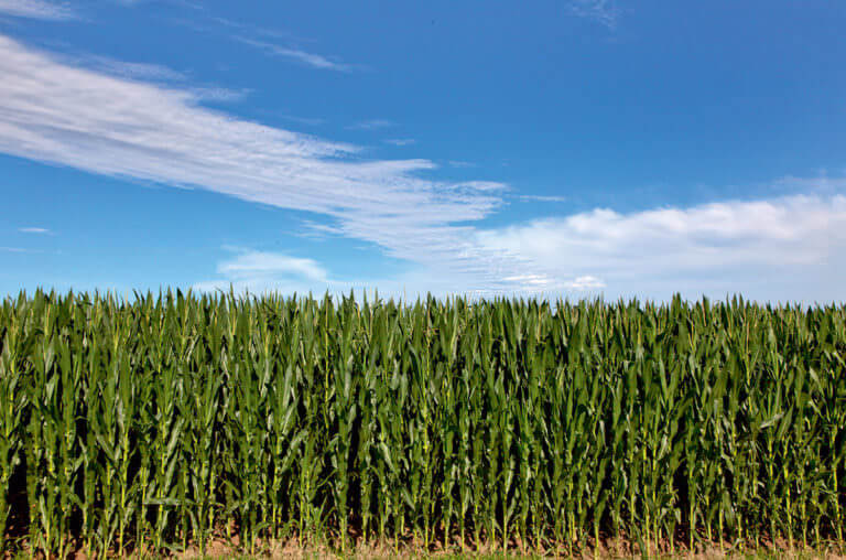 A Kernel of Truth: Why Biofuels May Not Be Better - Modern Farmer