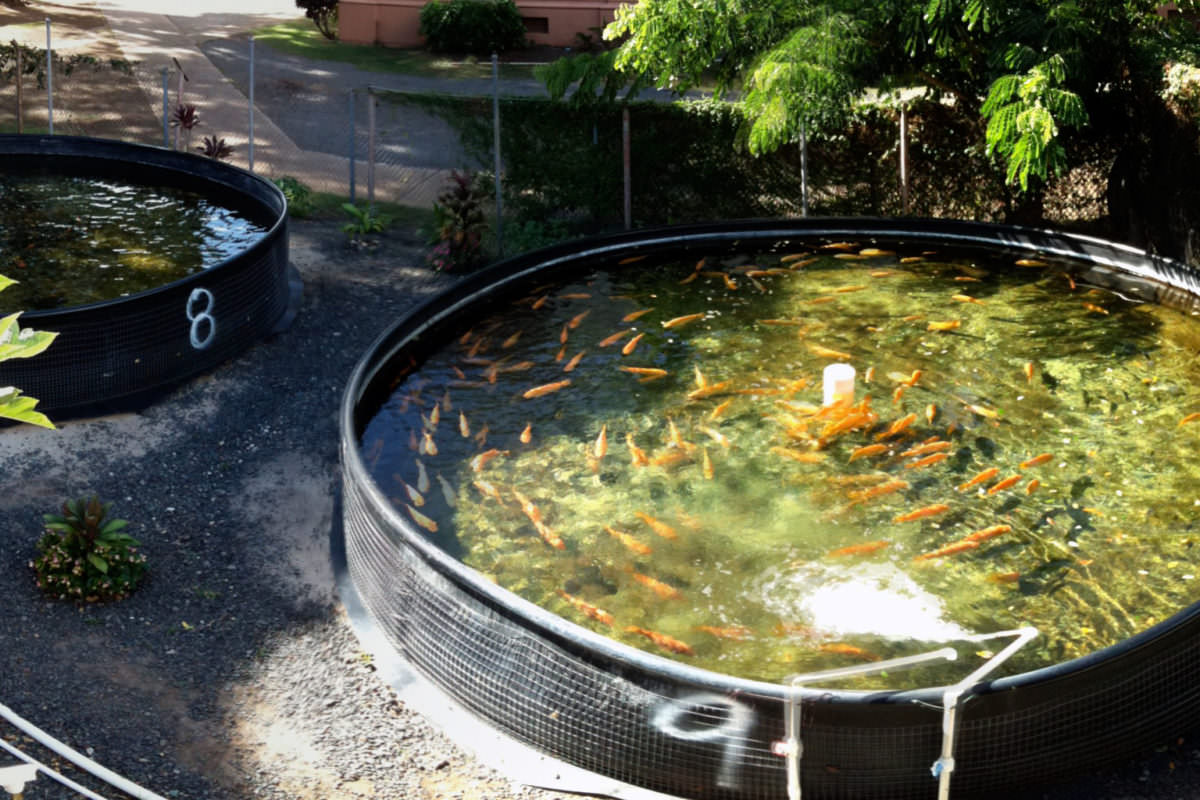 The Best Mail Order Hatcheries for Backyard Aquaculture 