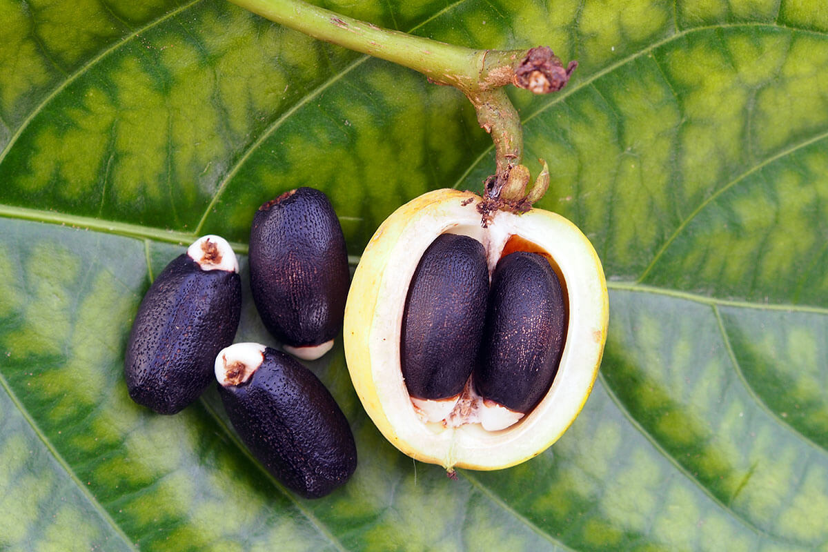 Плоды тропических бобовых