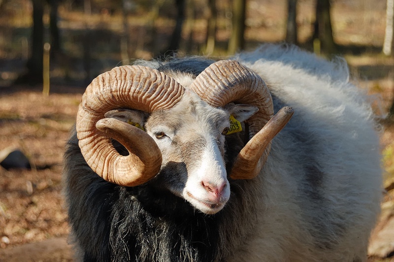 These Are the 12 Sickest Sheep Breeds in the World (According to This  Author) - Modern Farmer