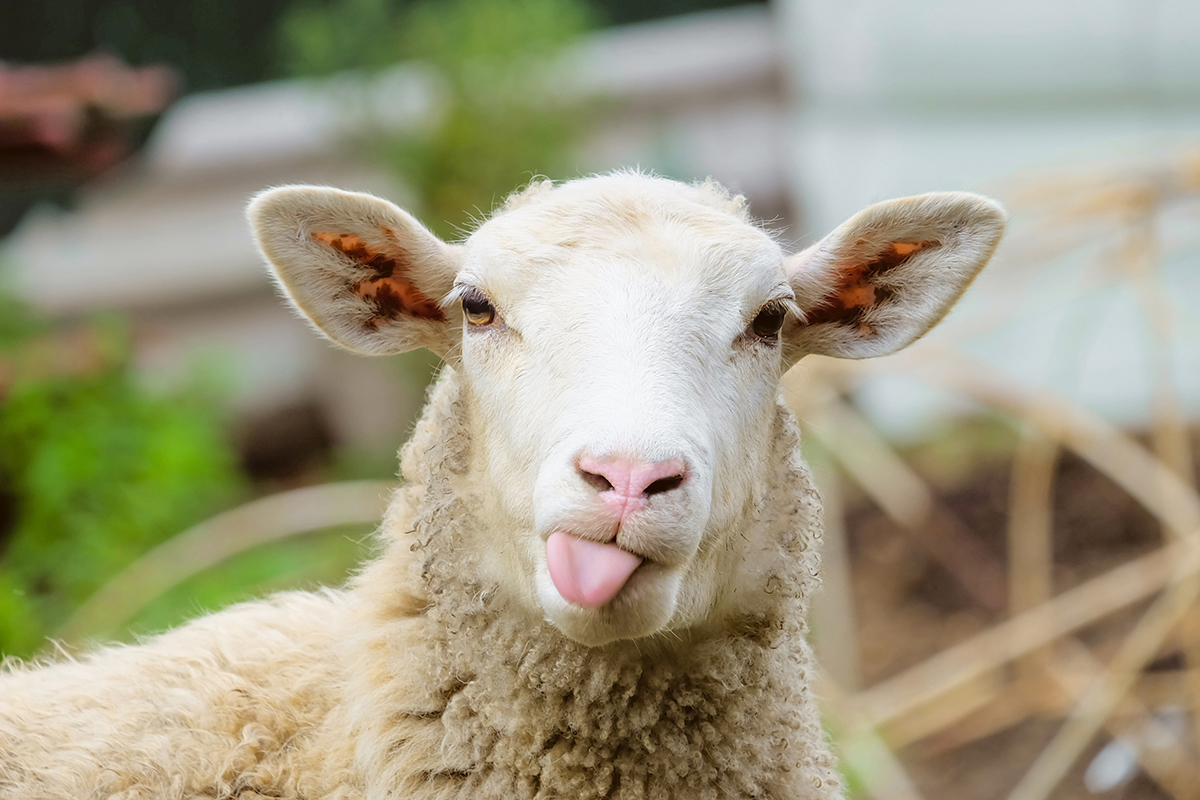 6 Fun Facts About Sheep You Might Not Know - Modern Farmer
