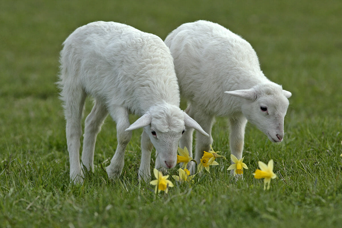 Katahdin Sheep For Sale | Katahdin Ewes, Rams & Weaned Lambs