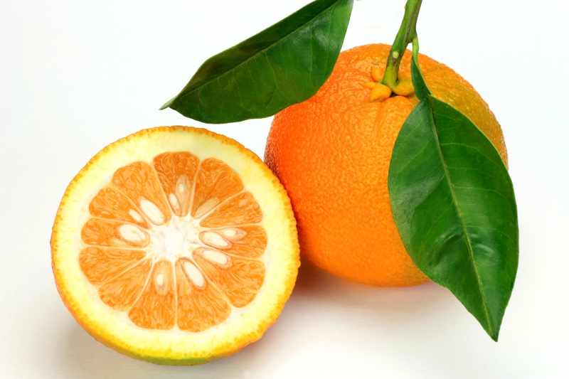 orange varieties - bitter orange