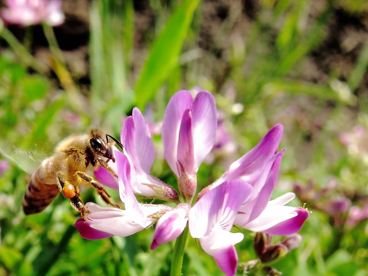 Honeybees Seem to Prefer Sugar Sources Laced With Pesticides - Modern ...