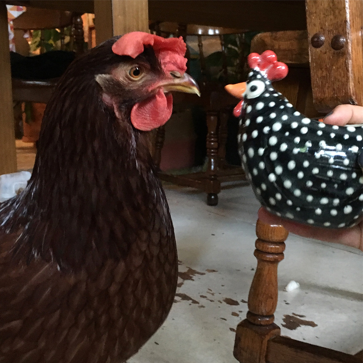 Here, I got a new chicken planter and you can tell she didn’t take... 