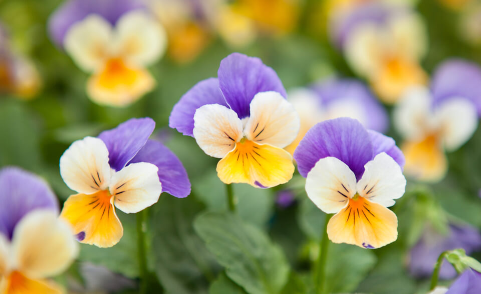More Than Good Looks: Try These 10 Edible Flowers - Modern Farmer