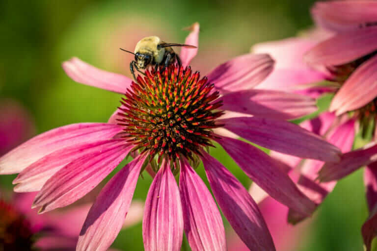 Pollinator finegardening designing stylish gardens perennial rhode butterfly corridors pollinators wildflowers pennsylvania gardening