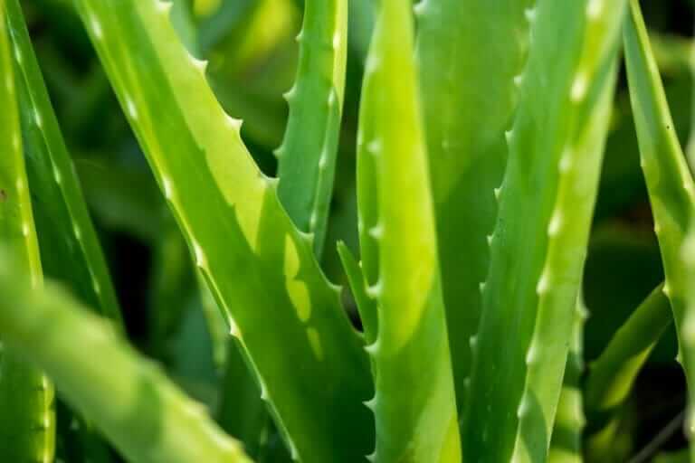 8 Plants for Hair and Skin Care - Modern Farmer