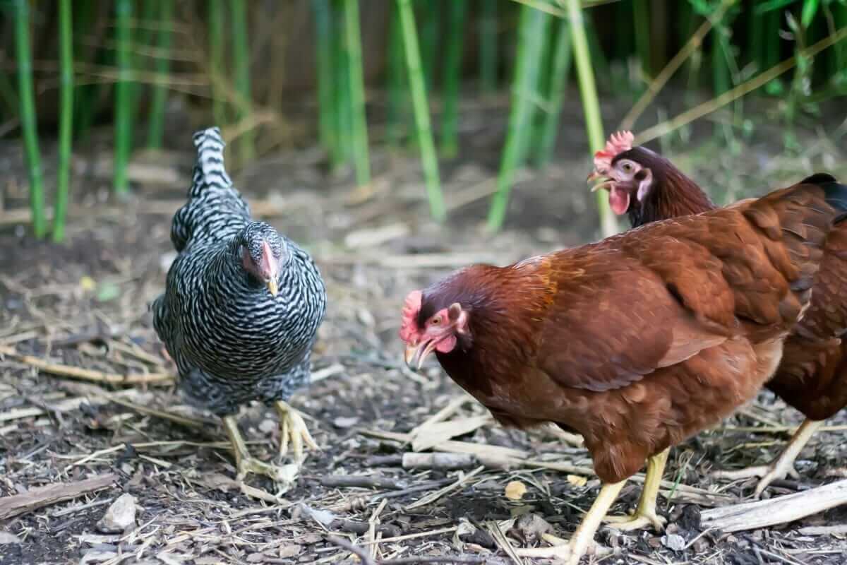 The Cdc Is Investigating Salmonella Outbreaks From Backyard Chickens Modern Farmer 