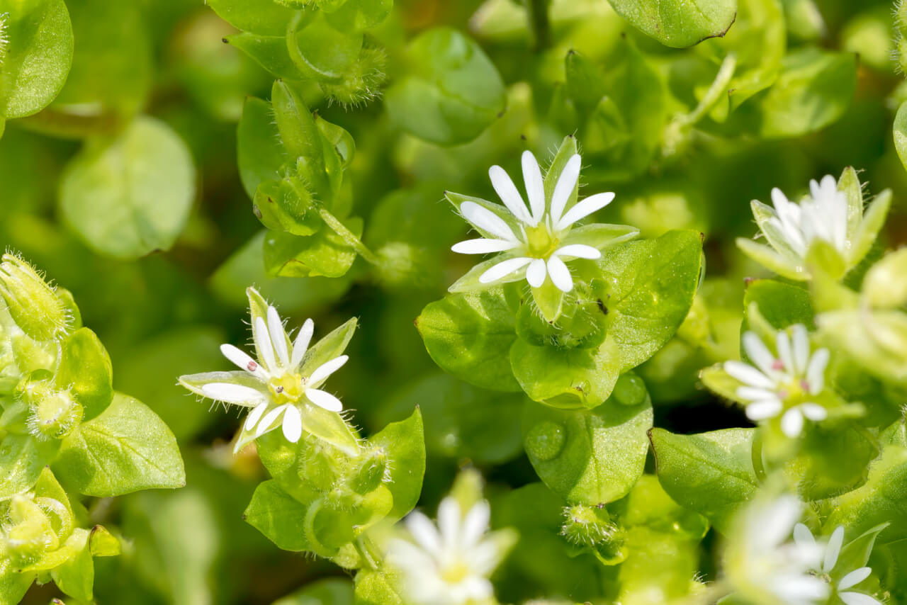 Chickweed