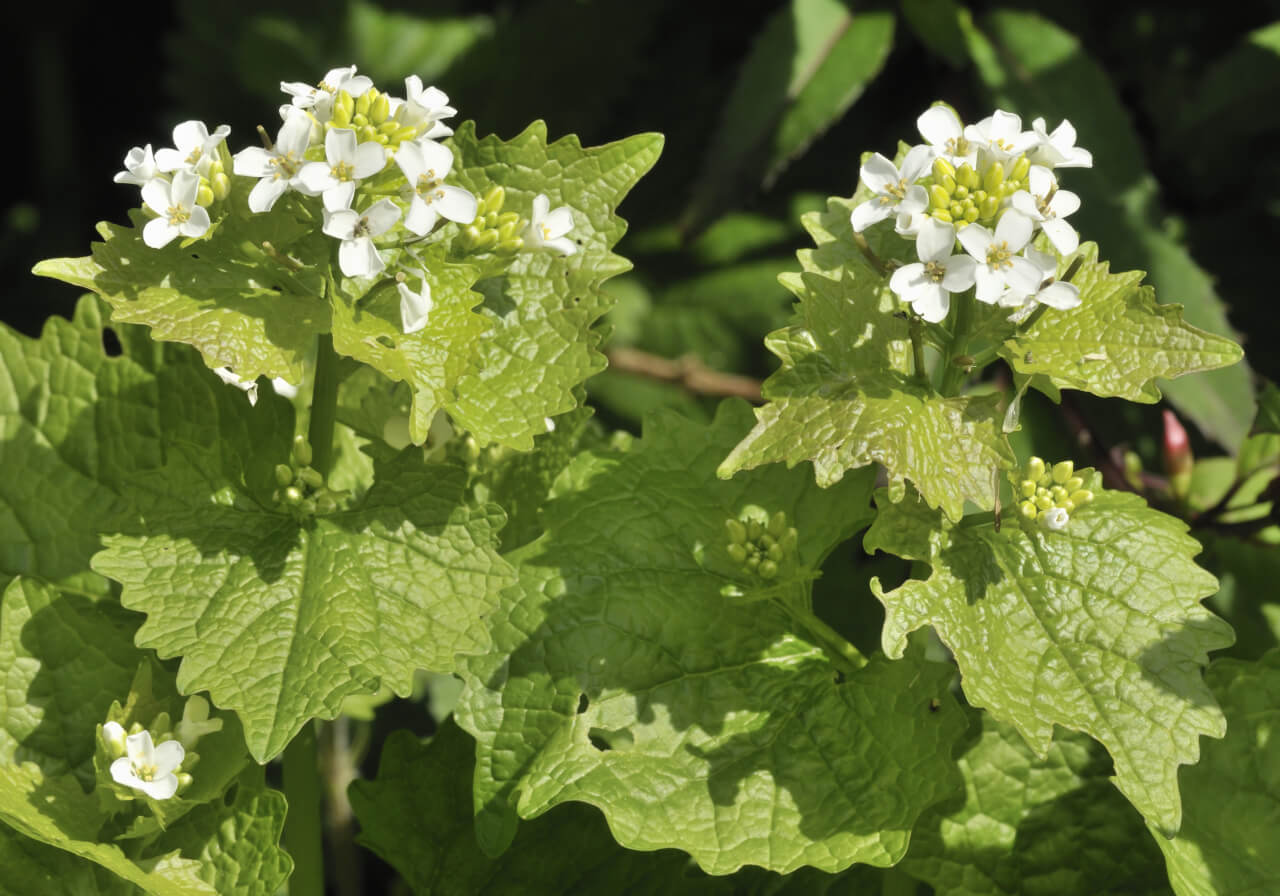 Garlic mustard