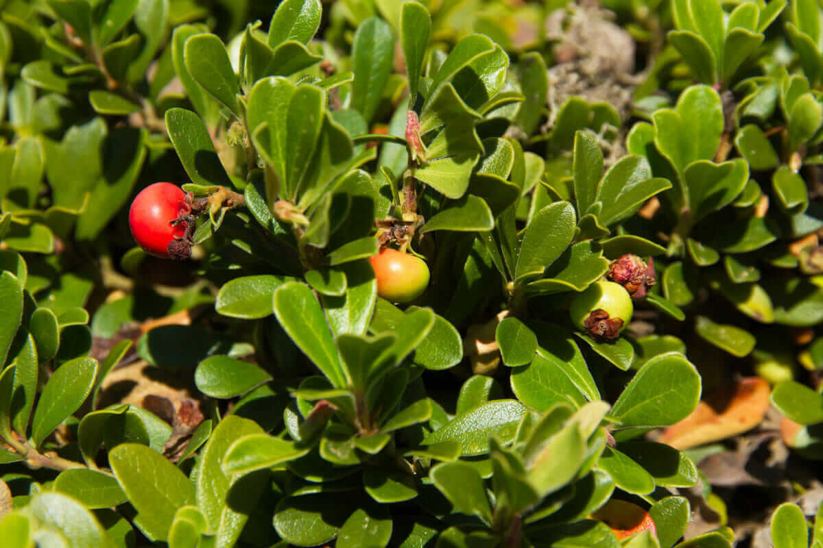 Толокнянка полезные свойства. Толокнянка обыкновенная (Arctostaphylos UVA-ursi (l.) Spreng.). Толокнянка в Карелии. Толокнянка ФС. Толокнянка обыкновенная ревень.