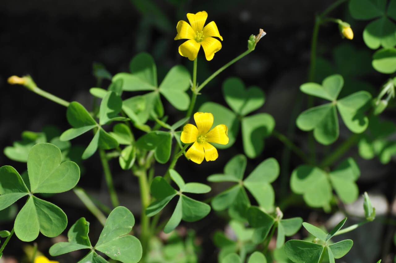 wood sorrel