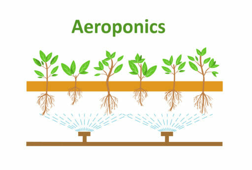aeroponic farm business plan