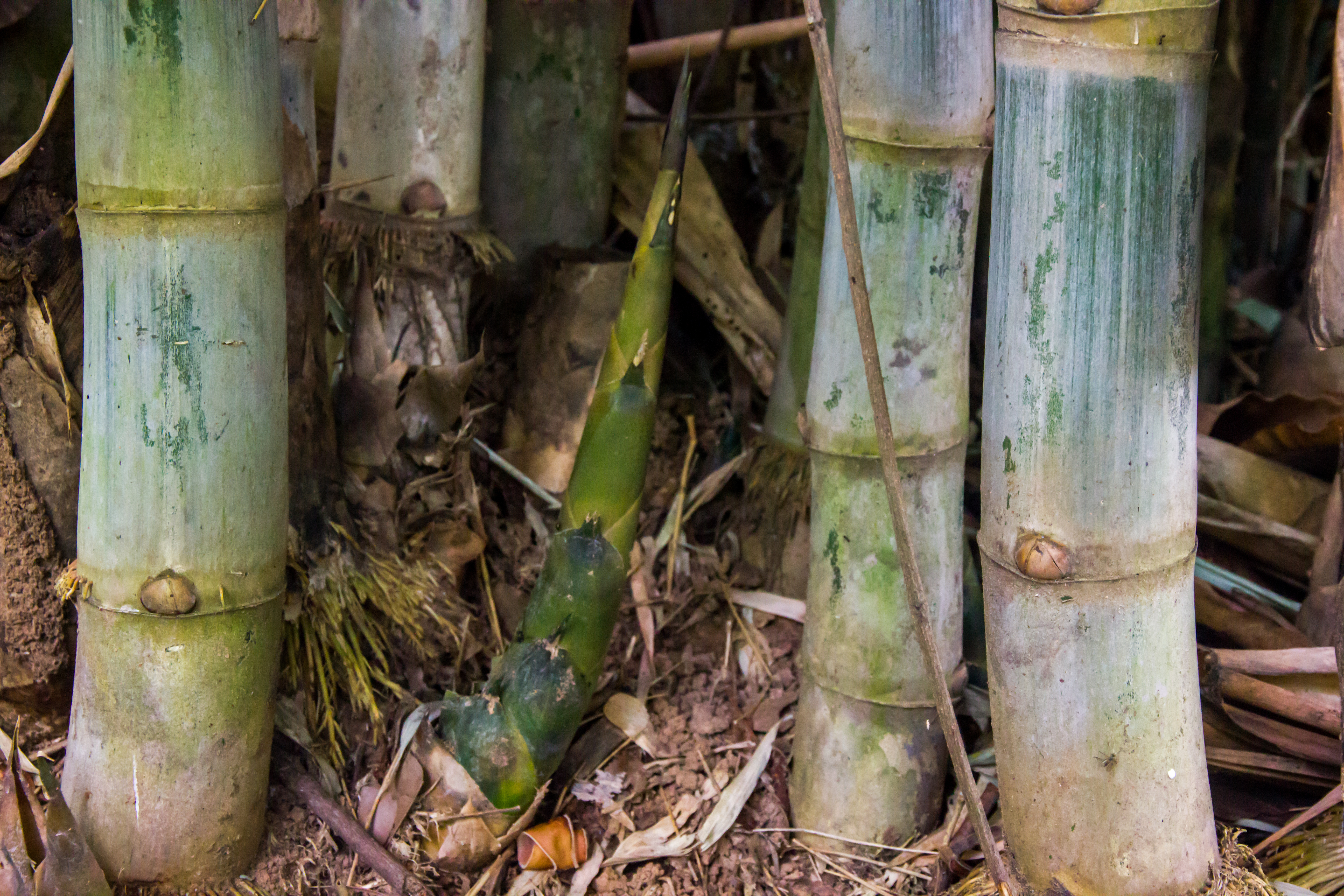 water bamboo shoot