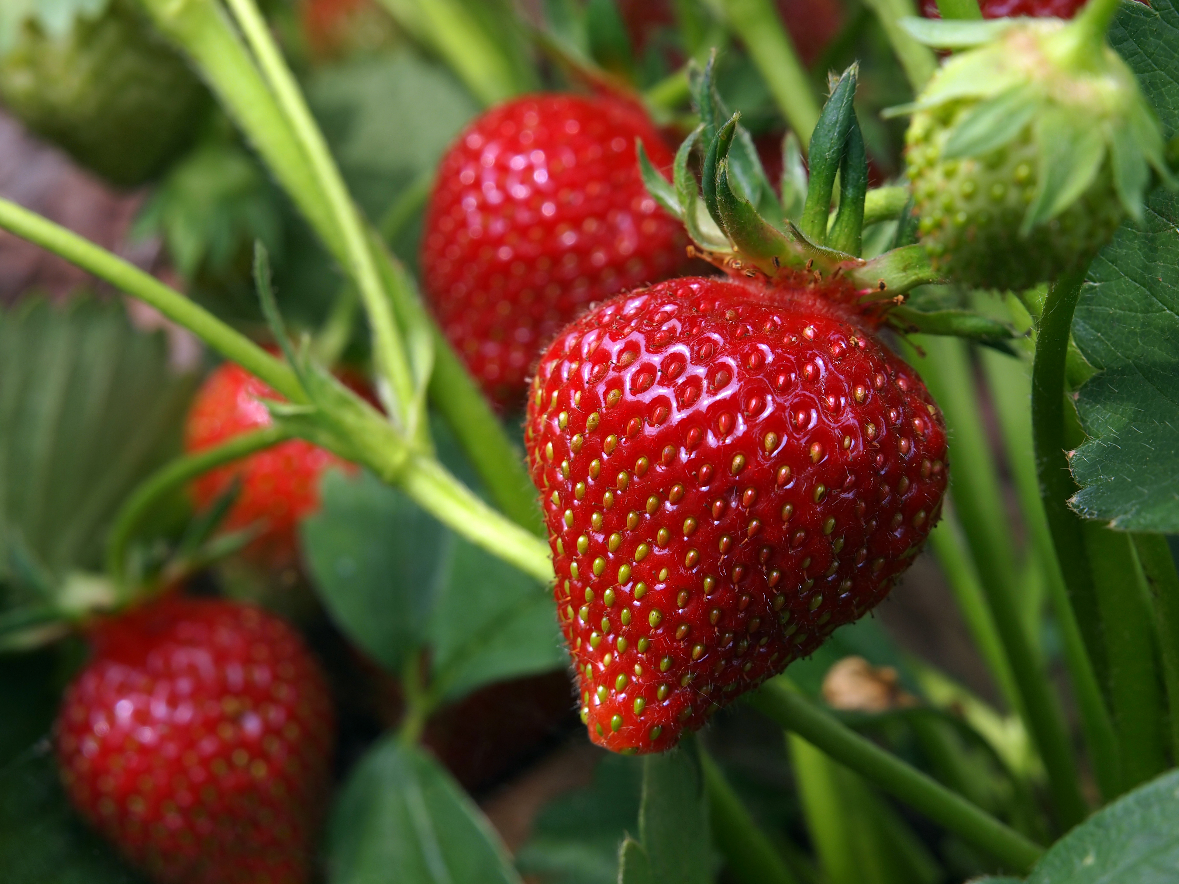 and Caring for Organic Strawberries - Modern Farmer