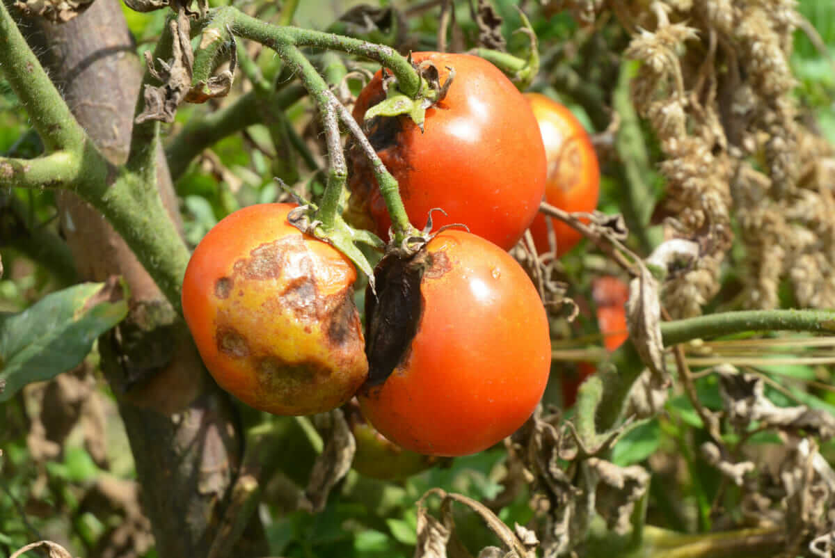 Ask Modern Farmer: What's Wrong with my Tomato Plants? - Modern Farmer