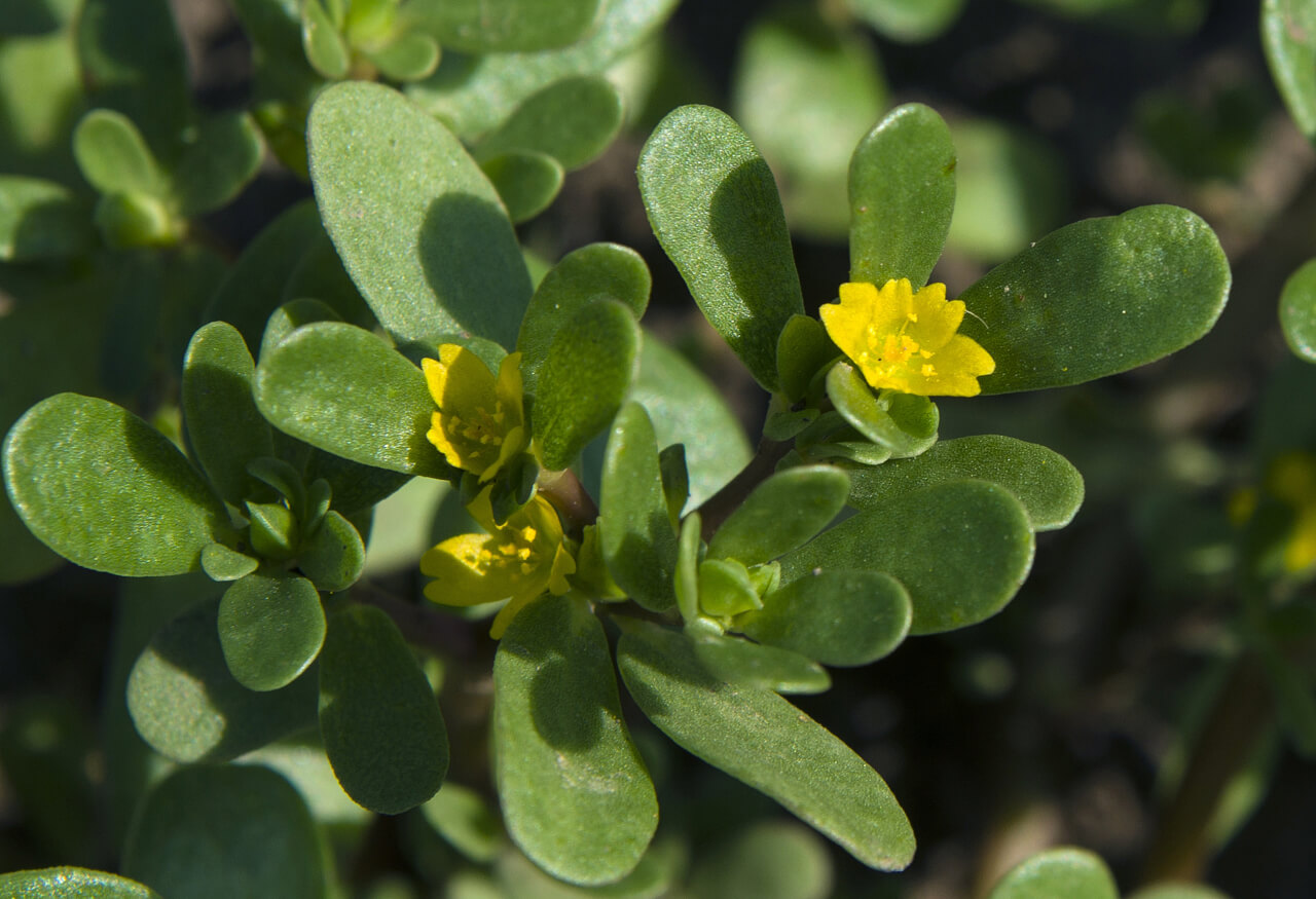 purslane