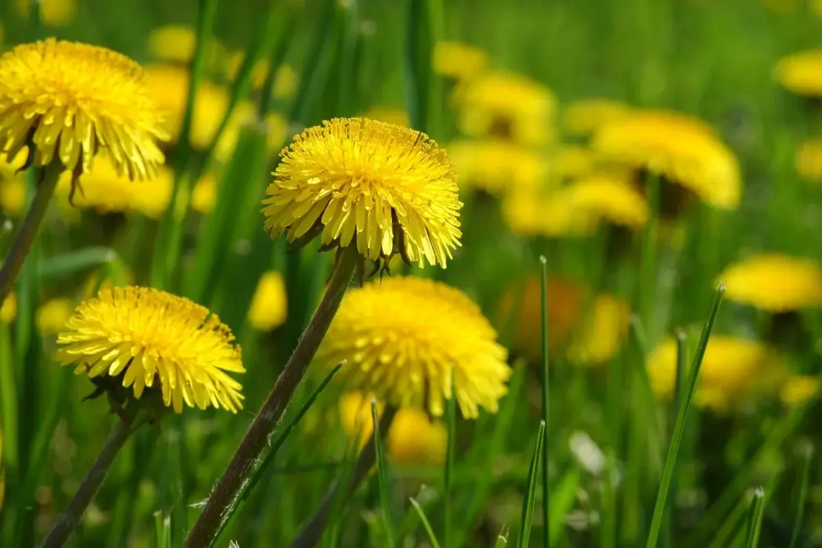 Dandelions