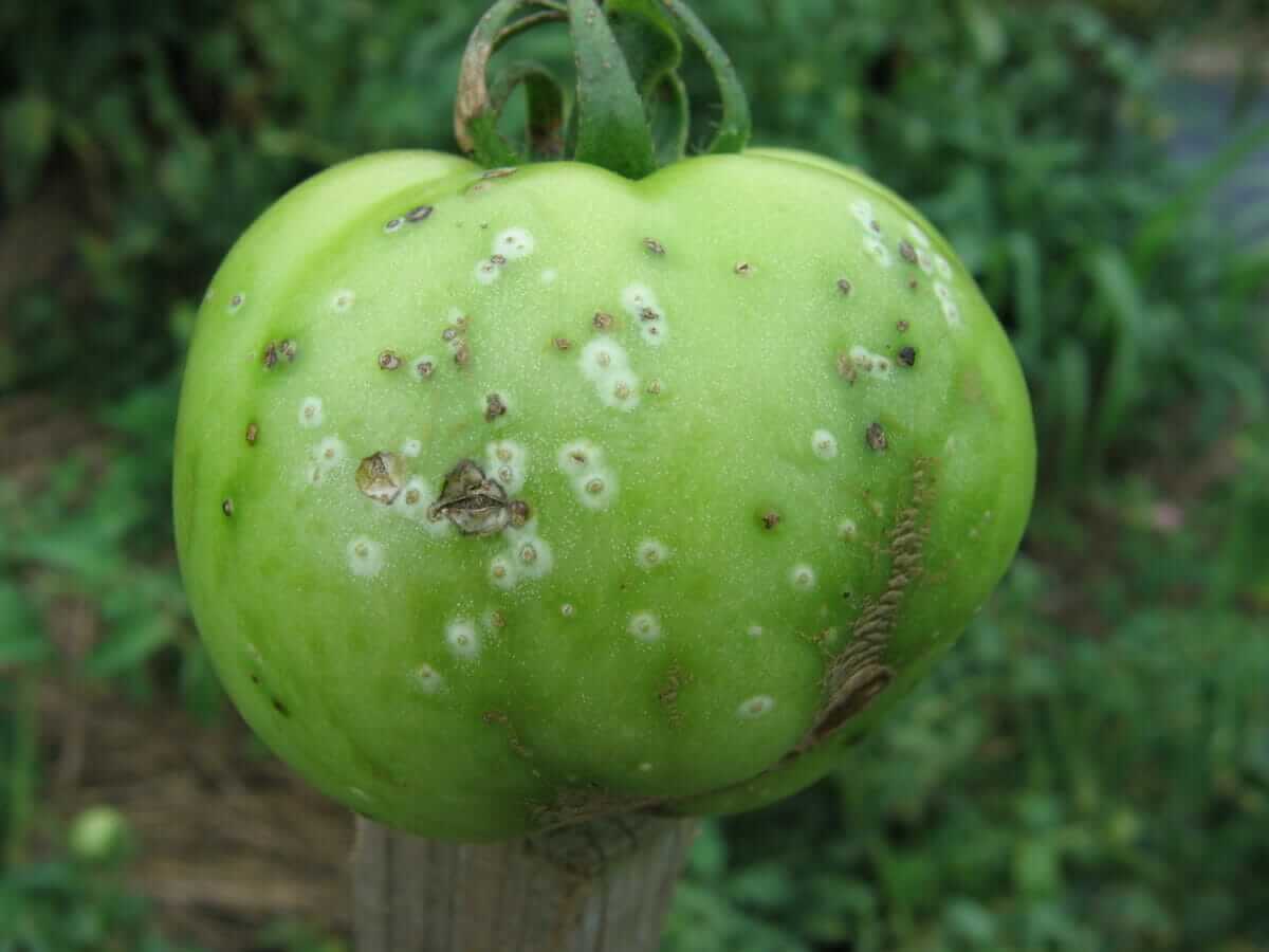 Ask Modern Farmer: What's Wrong with my Tomato Plants? - Modern Farmer