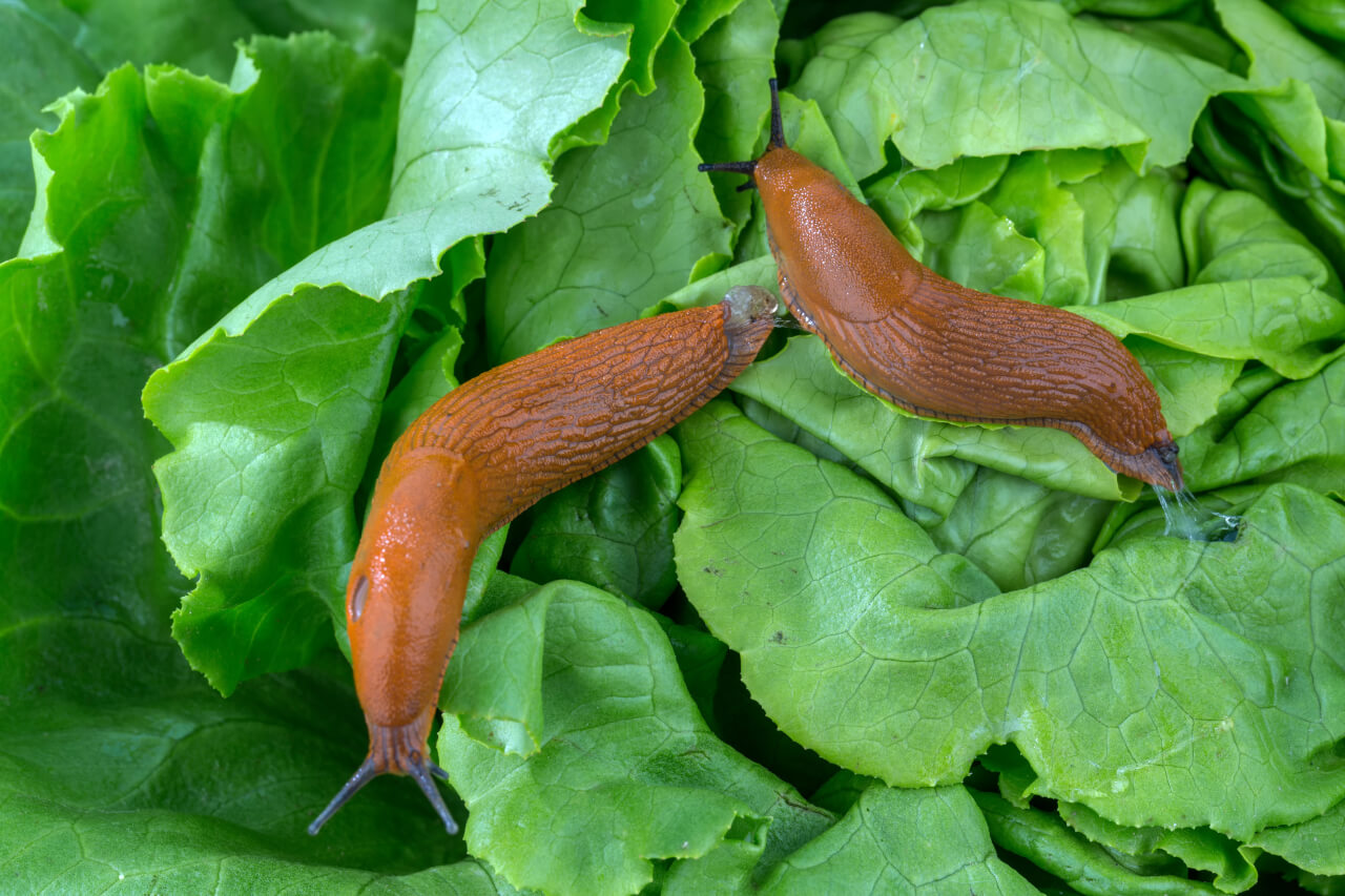 https://modernfarmer.com/wp-content/uploads/2018/08/slugs-in-garden-beer.jpg