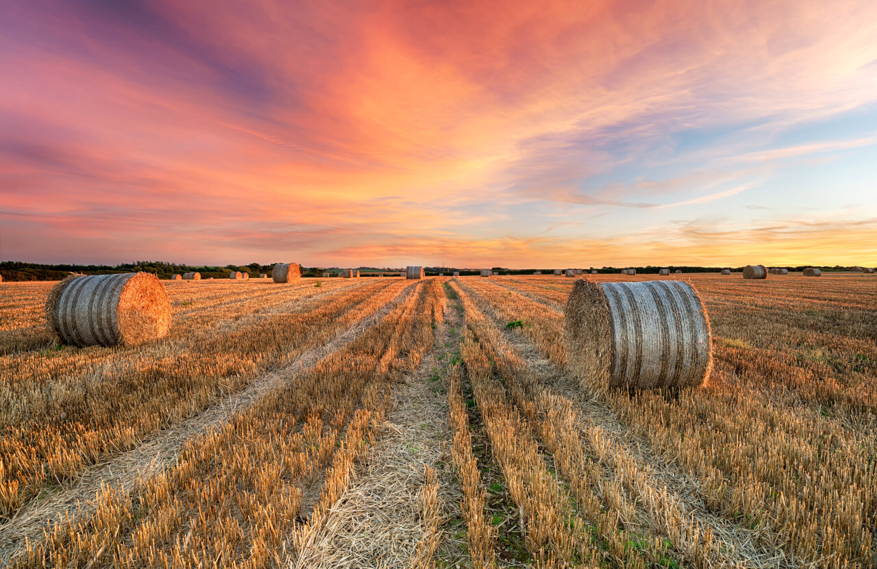 Opinion: The US Doesn’t Grow Enough Food – But We Could