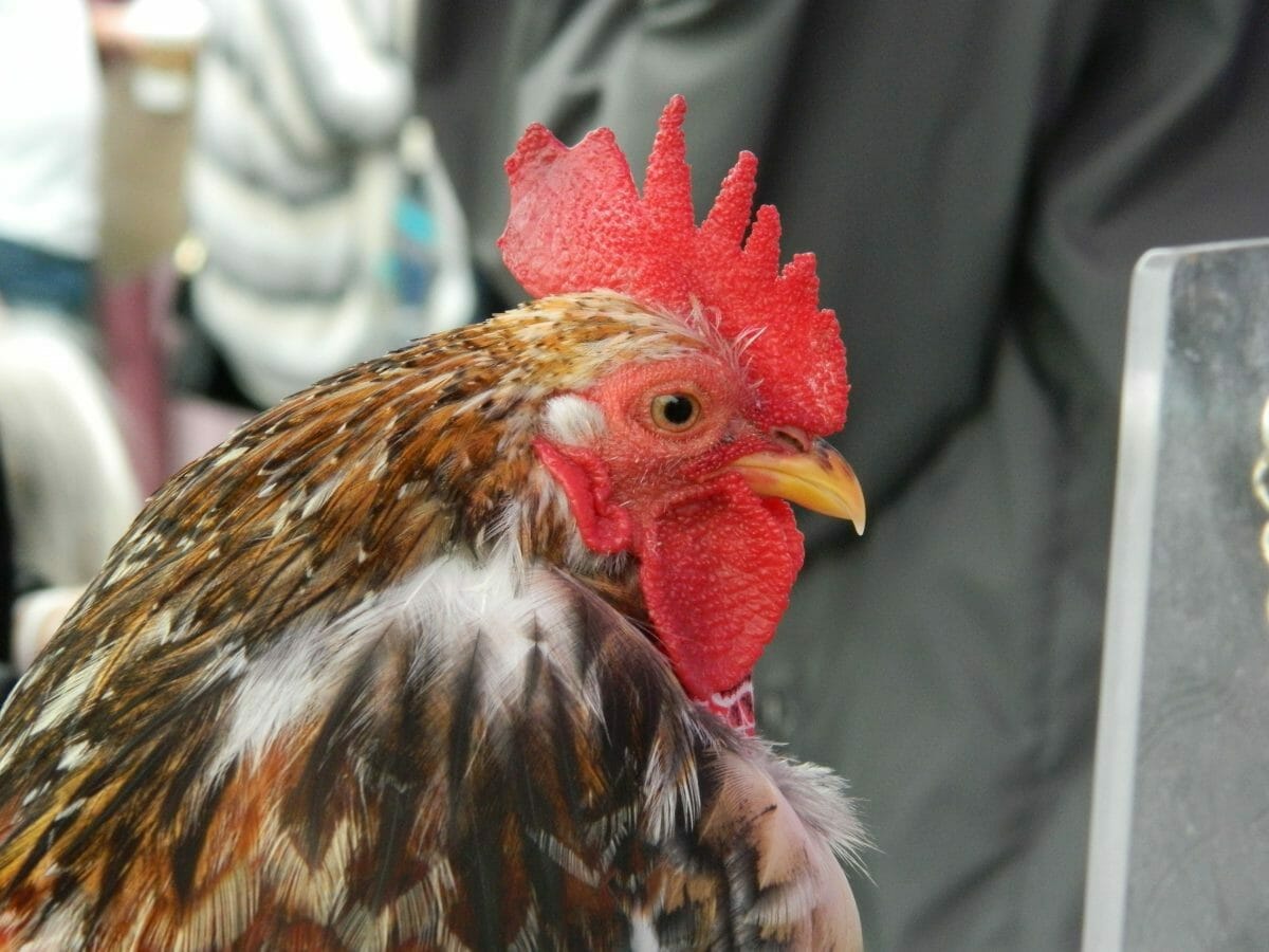 Winston of Willowick - America's First Therapeutic Rooster
